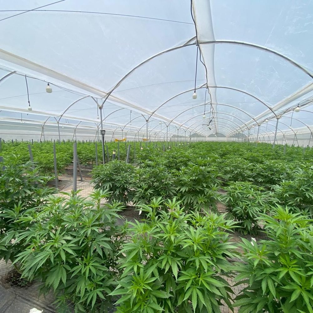 Plantas en crecimiento vegetativo bajo invernadero