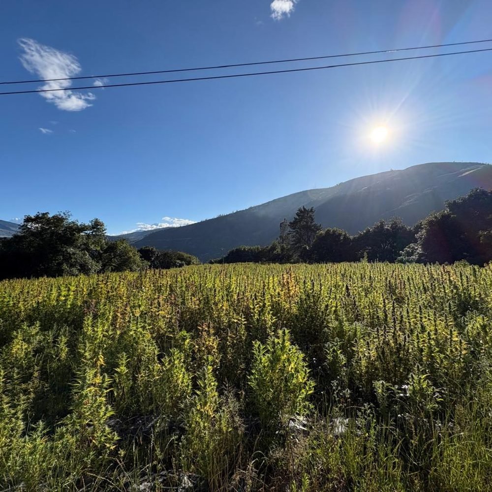 Cultivo maduro bajo el sol del valle de Patate